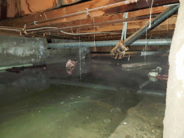 Best Flood restoration services  in New Market, MD